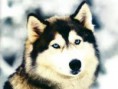 Perro