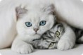 Gato