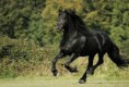Caballo